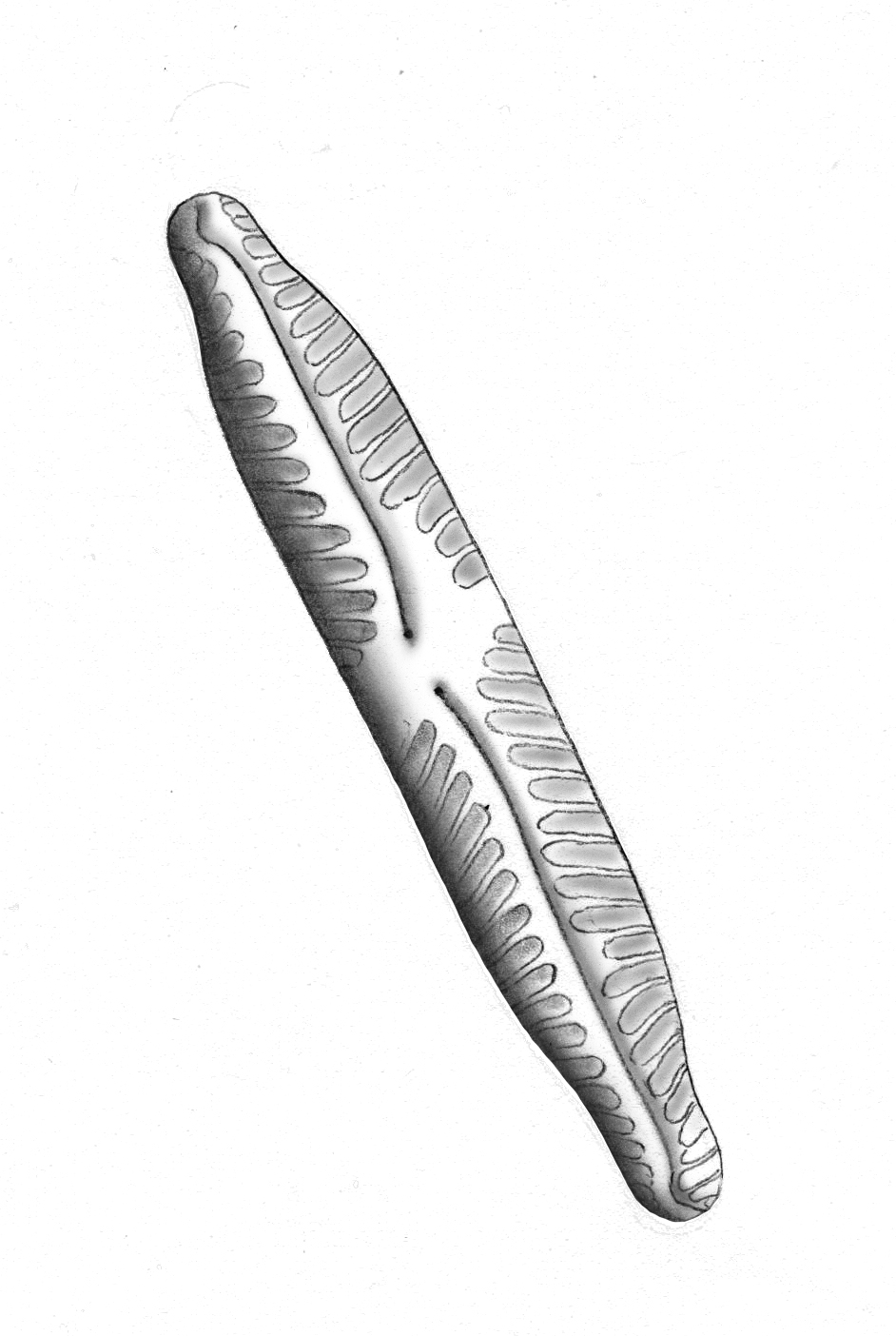 Dictyocha speculum