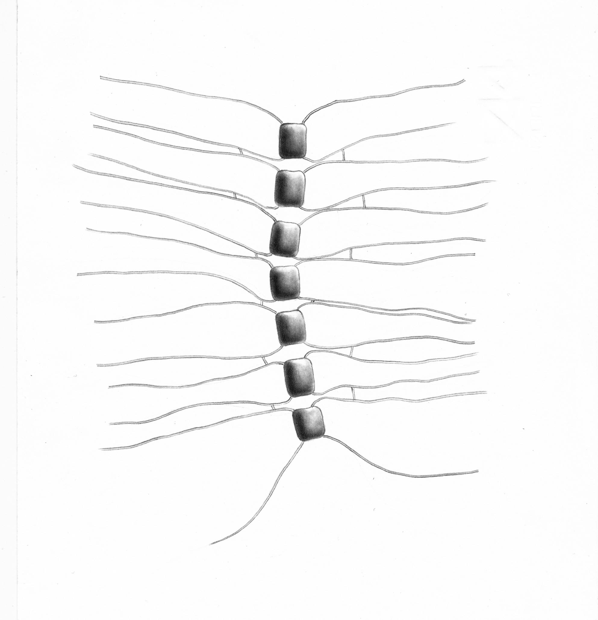 Dictyocha speculum