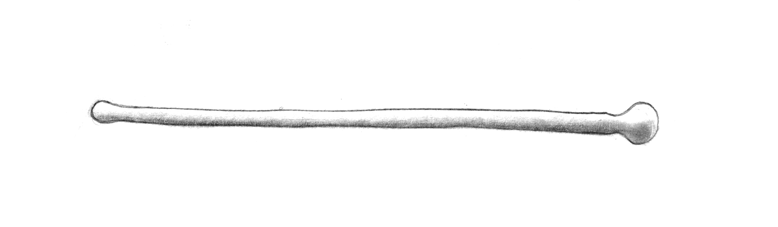 Dictyocha speculum