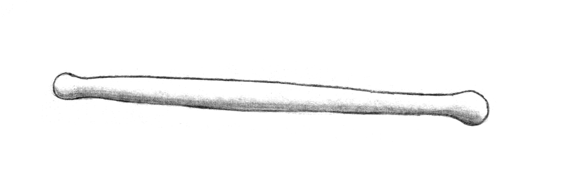 Dictyocha speculum