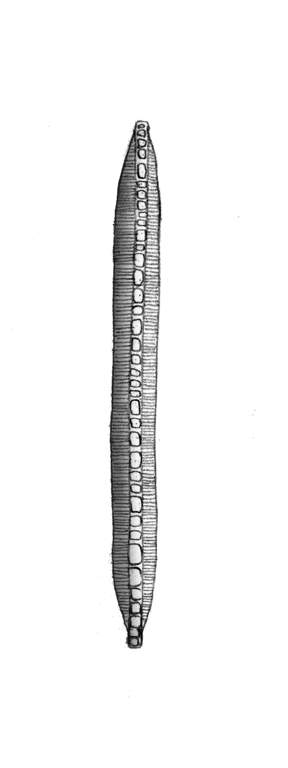 Dictyocha speculum