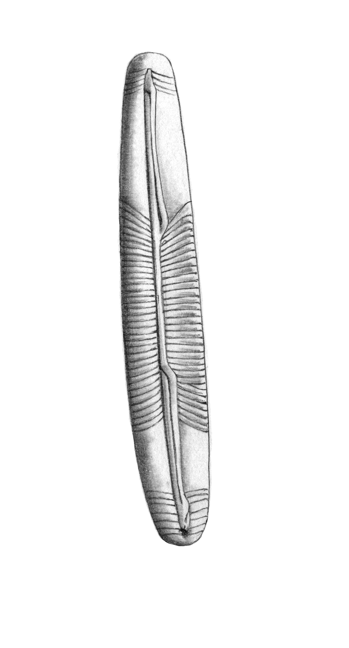 Dictyocha speculum