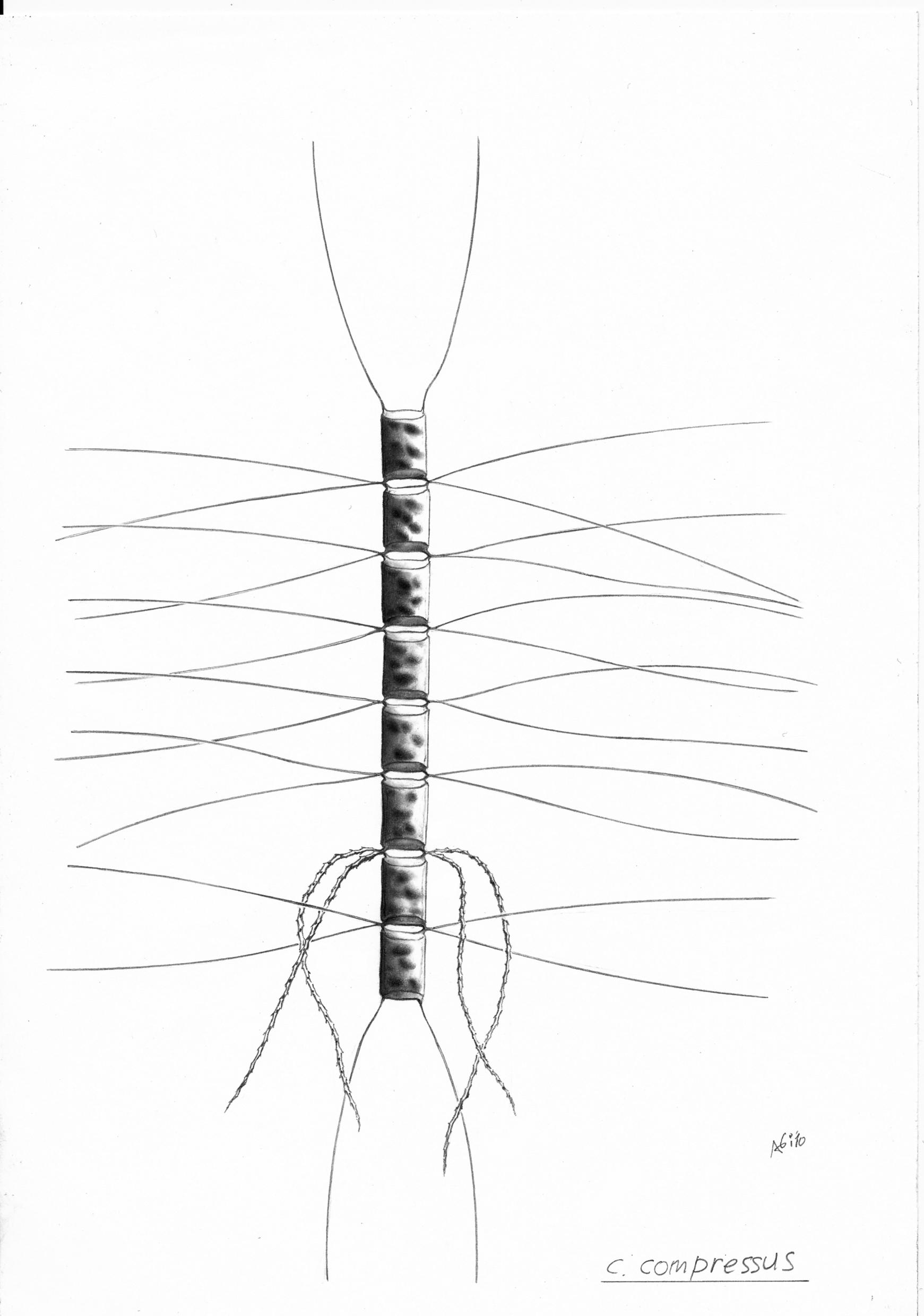 Dictyocha speculum