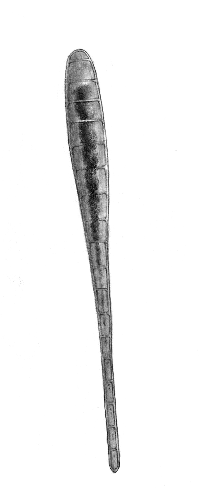 Dictyocha speculum