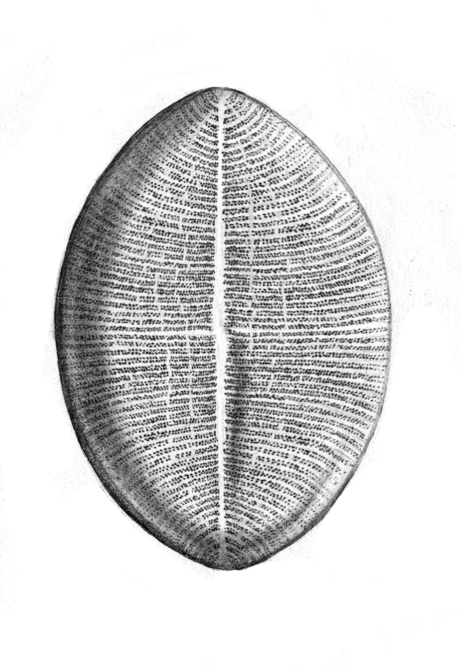 Dictyocha speculum