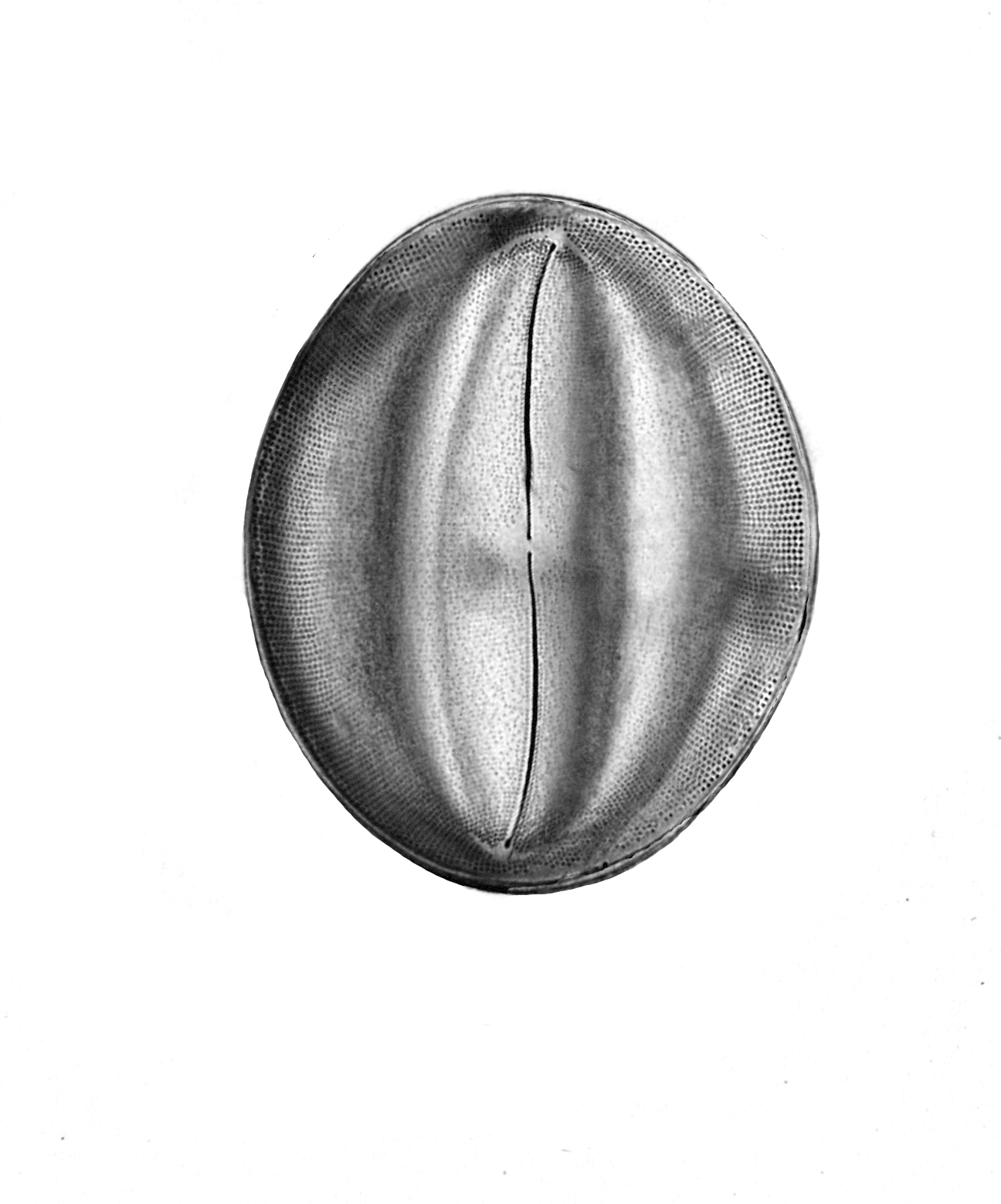 Dictyocha speculum