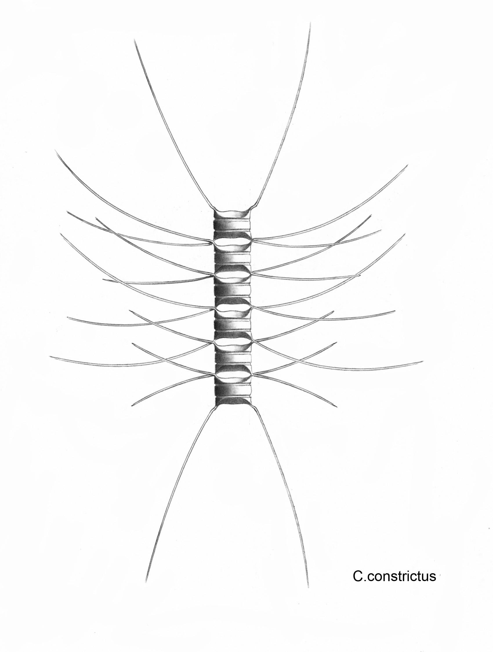 Dictyocha speculum