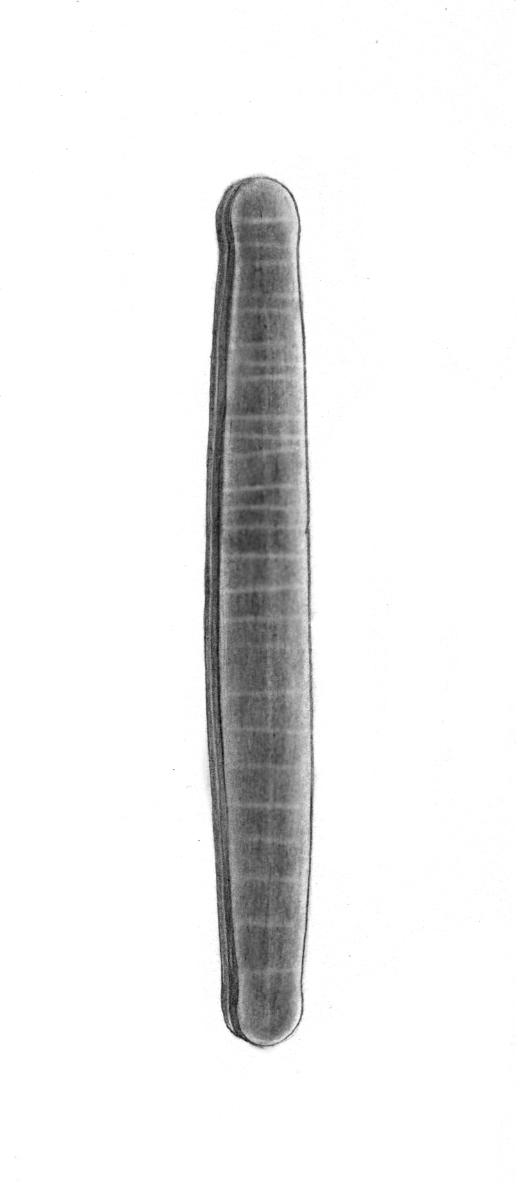 Dictyocha speculum