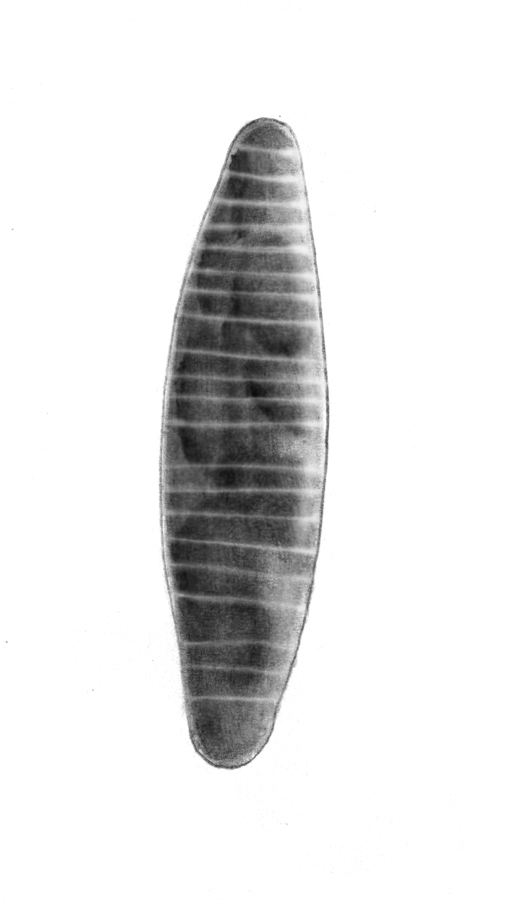 Dictyocha speculum