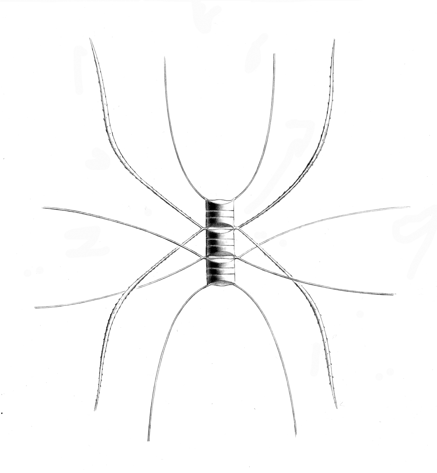 Dictyocha speculum