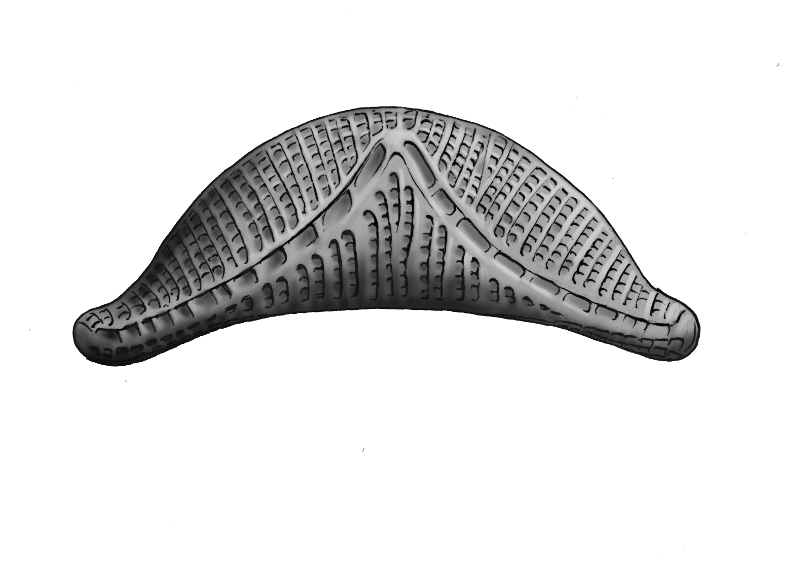 Dictyocha speculum