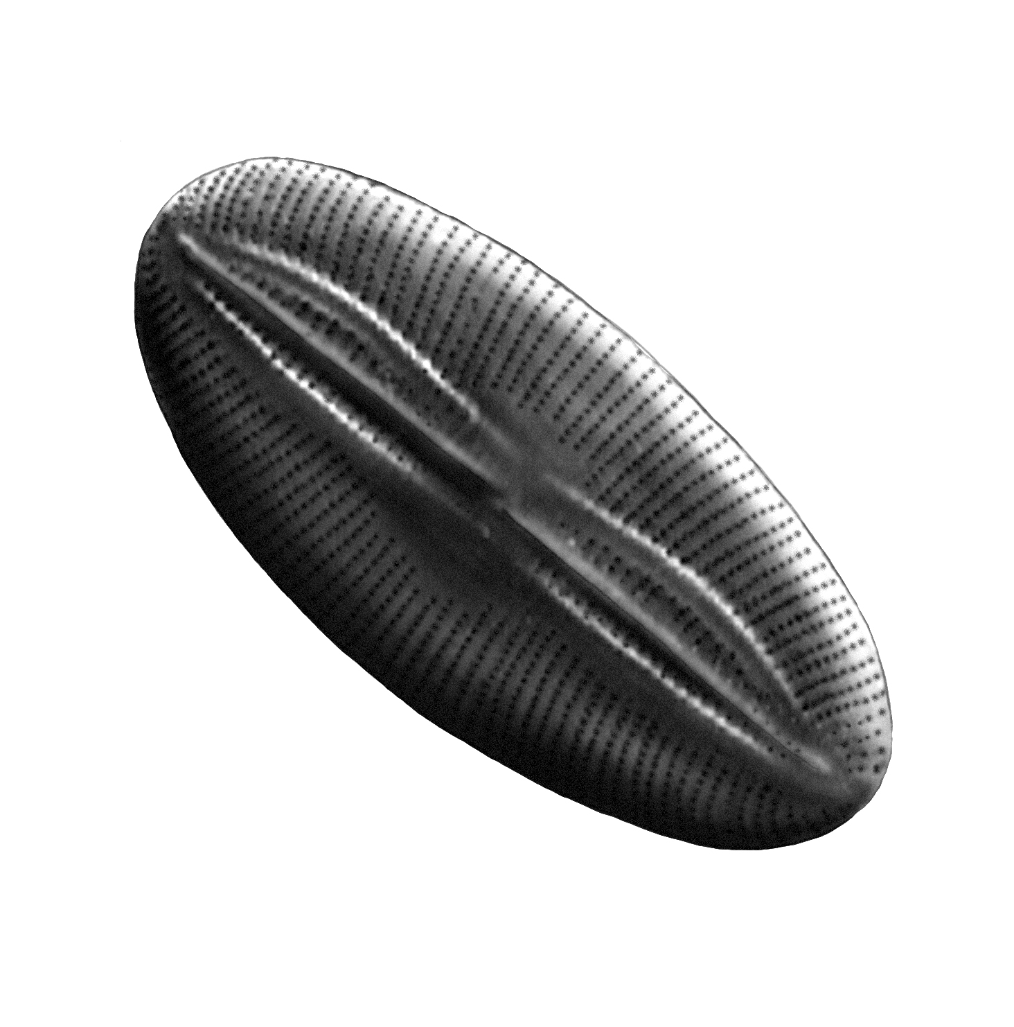 Dictyocha speculum