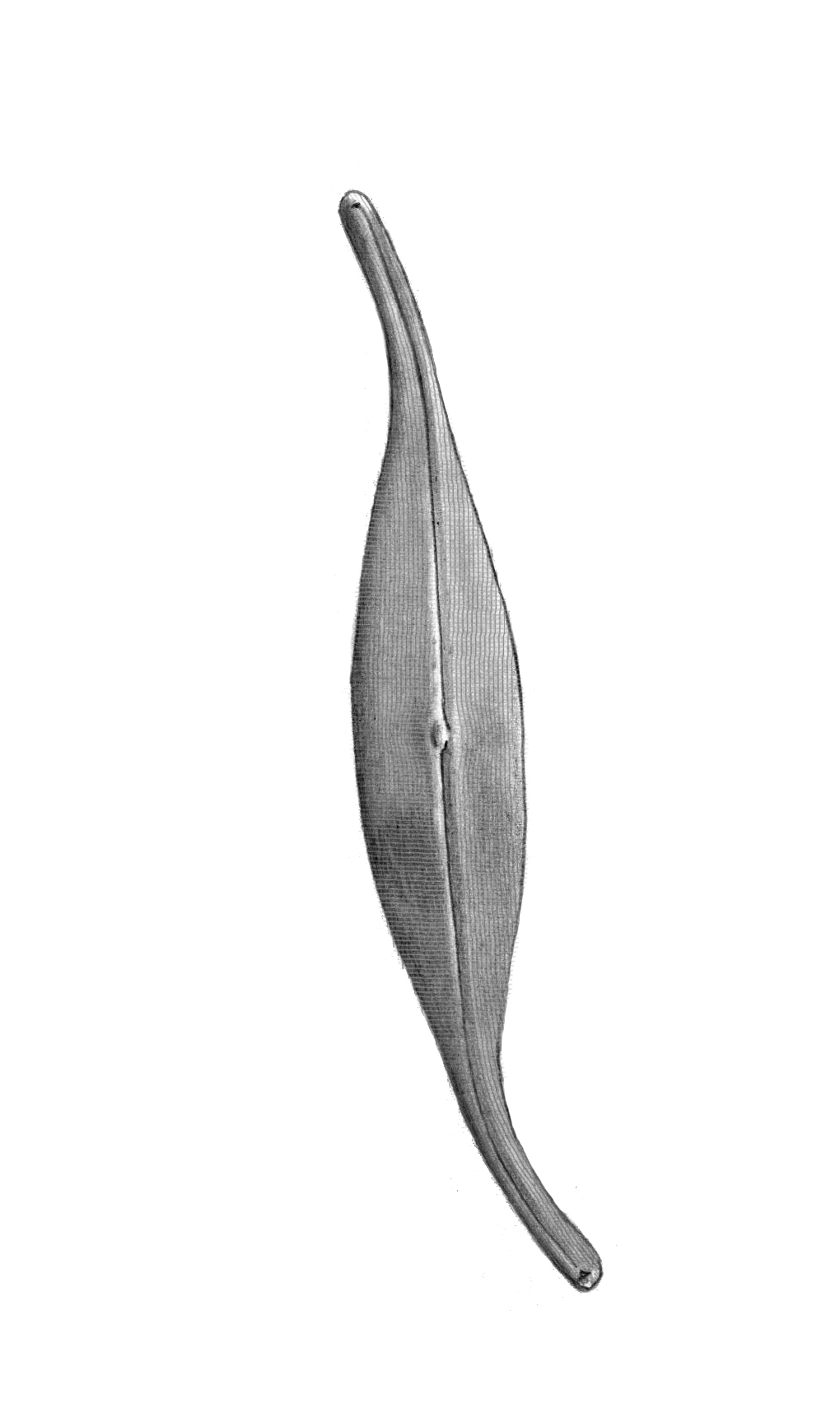 Dictyocha speculum