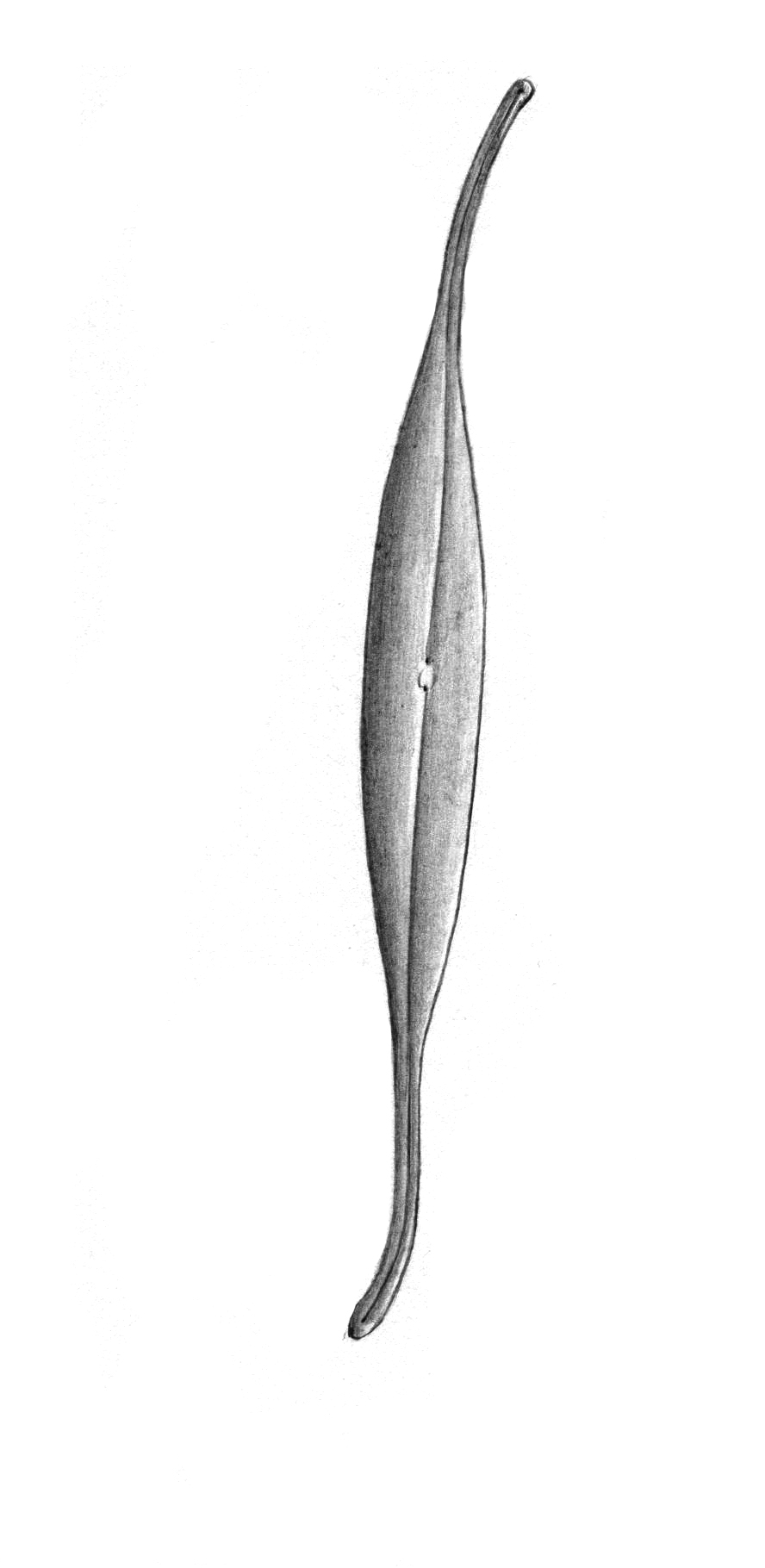 Dictyocha speculum