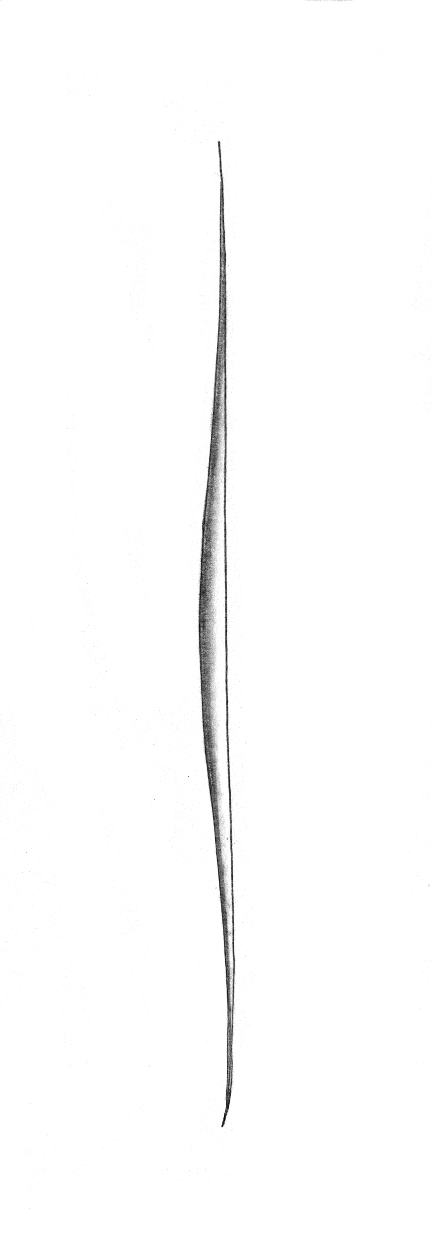 Dictyocha speculum