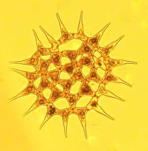 Dictyocha speculum