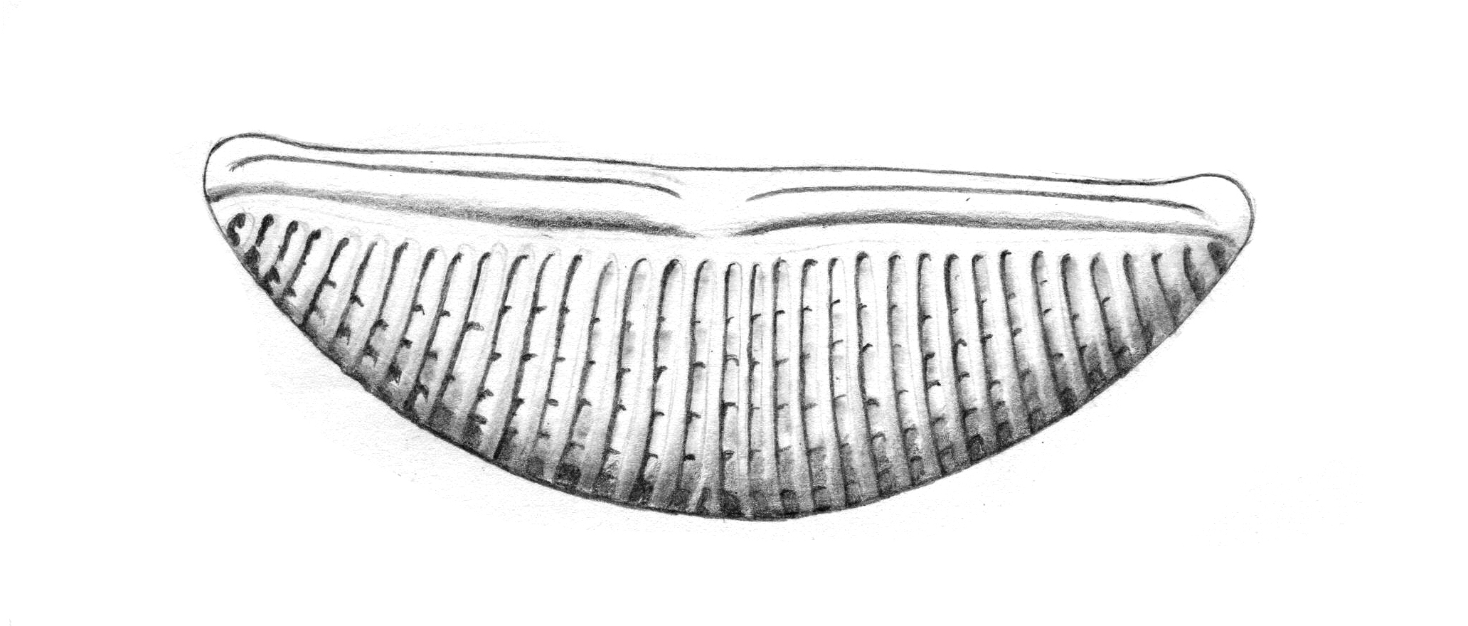 Dictyocha speculum