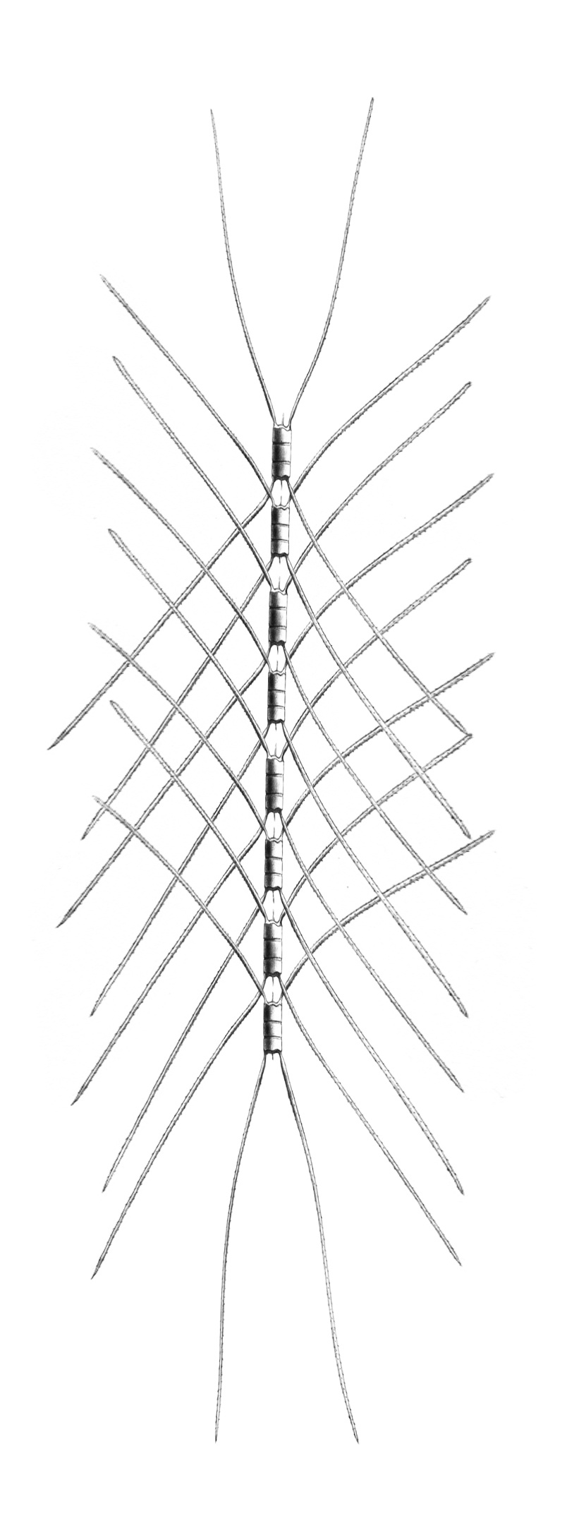 Dictyocha speculum