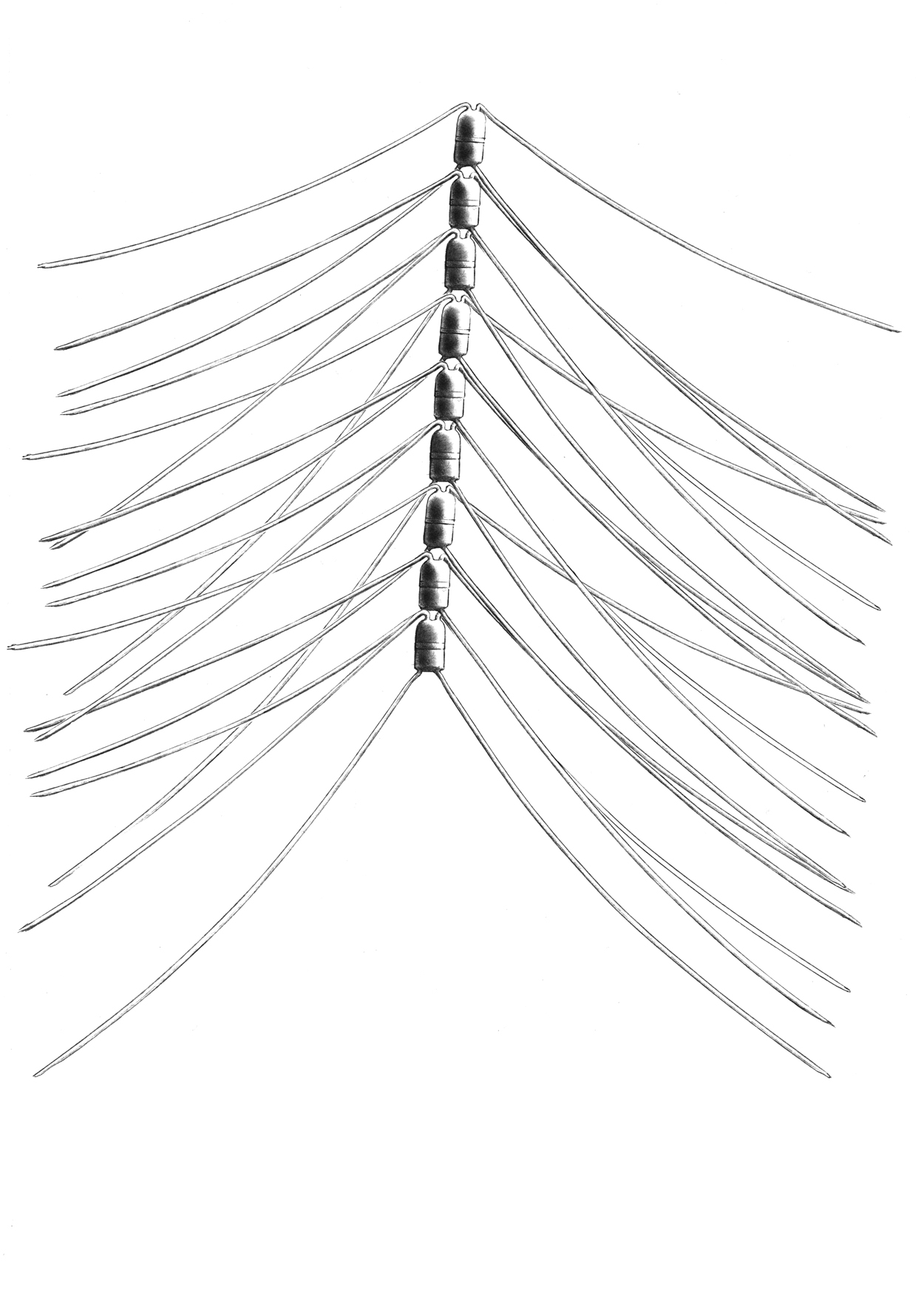 Dictyocha speculum