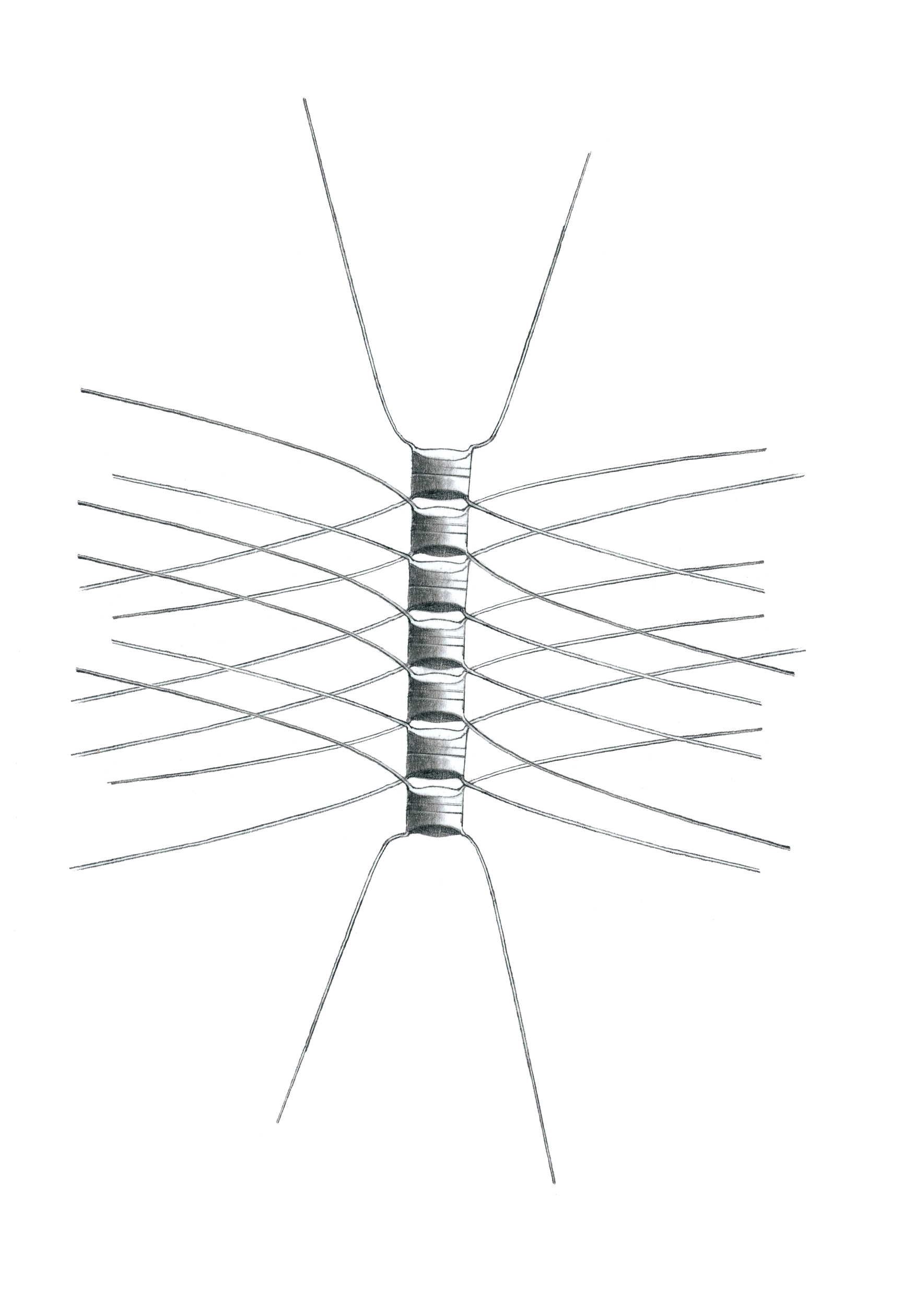 Dictyocha speculum