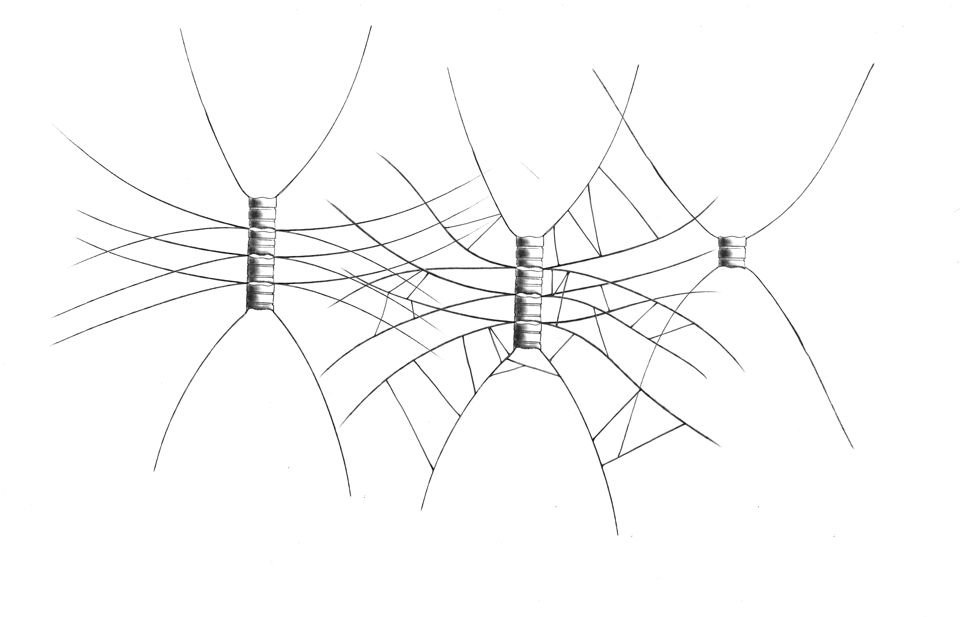 Dictyocha speculum