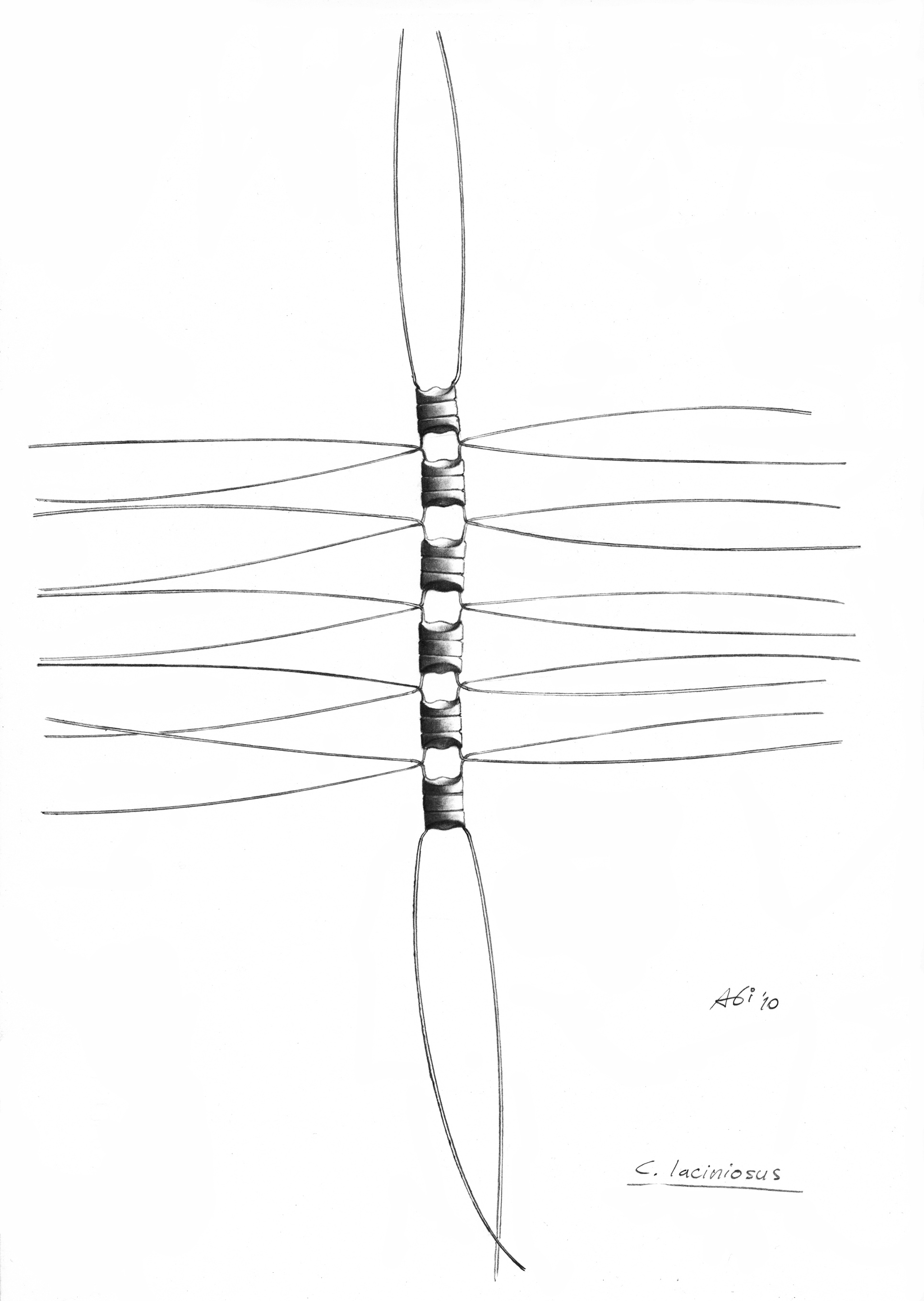 Dictyocha speculum