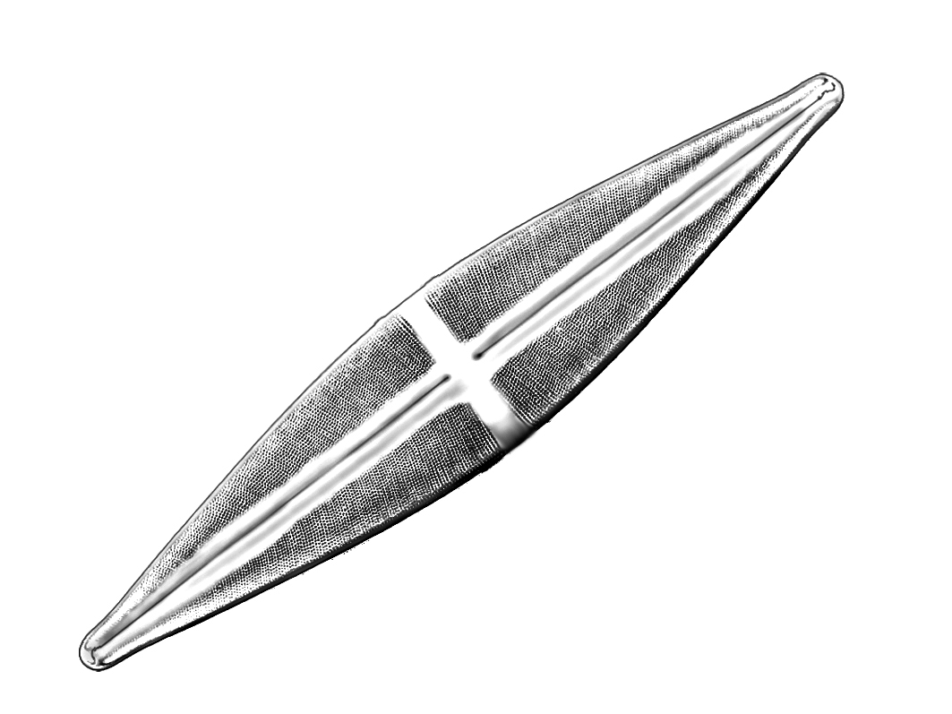 Dictyocha speculum