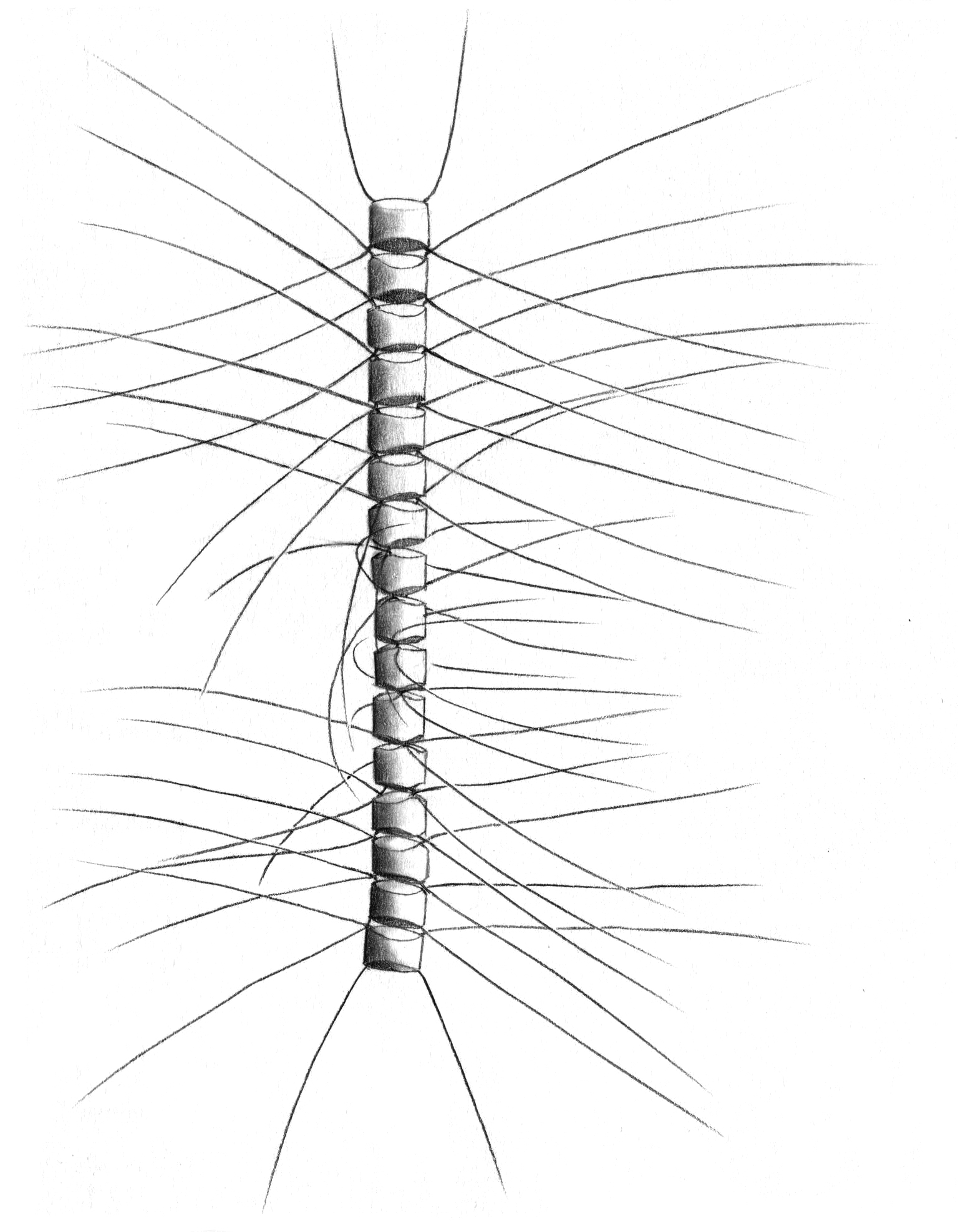 Dictyocha speculum