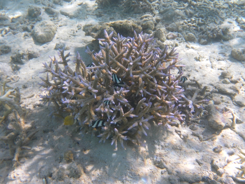 SAMSUNG DIGITAL CAMERA