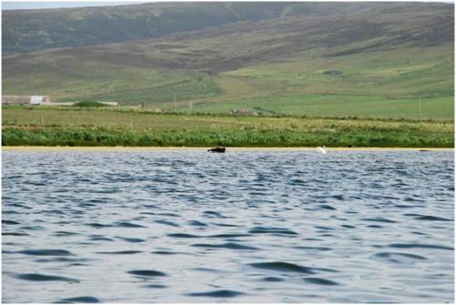 Stenness