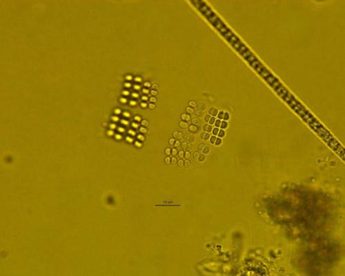 Cyanobacteria