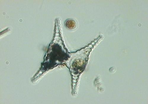 Conjugatophyceae